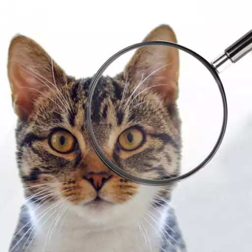 Play Find The Cat APK Play Find The Cat APK