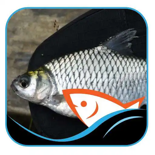 Play Fish bait Tawes APK