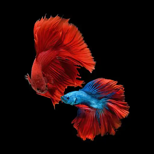 Play Fish Betta Koi Wallpapers APK Play Fish Betta Koi Wallpapers APK