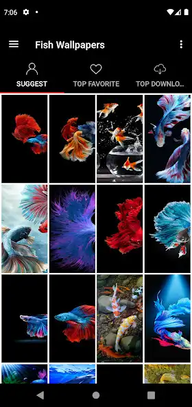 Play Fish Betta Koi Wallpapers  and enjoy Fish Betta Koi Wallpapers with UptoPlay