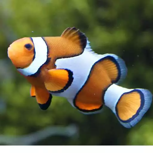 Free play online Fish Eat Fish APK