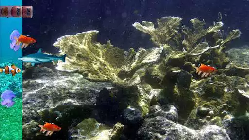 Play Fish Eat Fish Play Fish Eat Fish