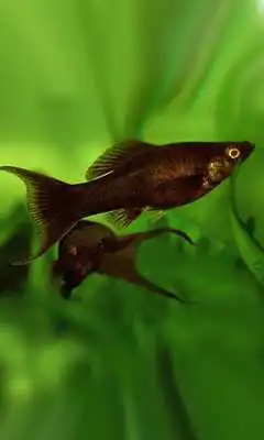 Play Fishes Aquarium