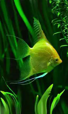 Play Fishes Aquarium