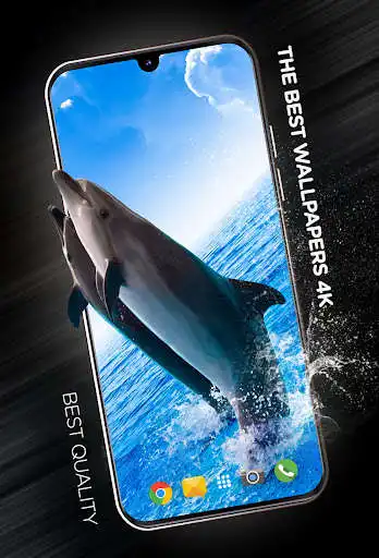 Play Fishes Wallpapers in 4K  and enjoy Fishes Wallpapers in 4K with UptoPlay