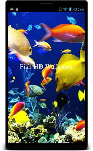Play Fish HD Wallpaper  and enjoy Fish HD Wallpaper with UptoPlay