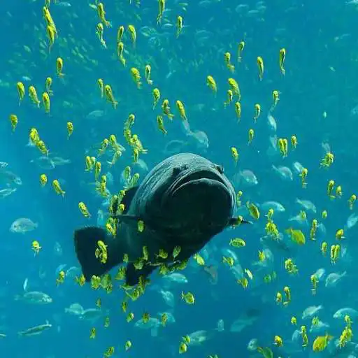 Free play online Fish Hunt APK