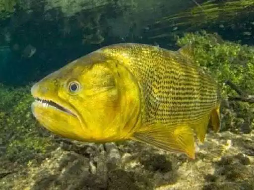 Play Fishing Puzzle as an online game Fishing Puzzle with UptoPlay