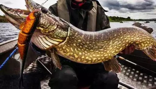 Play Fishing  and enjoy Fishing with UptoPlay