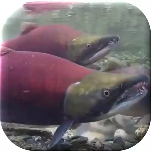 Play Fish Live Wallpaper APK Play Fish Live Wallpaper APK