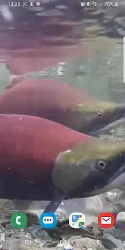 Play Fish Live Wallpaper  and enjoy Fish Live Wallpaper with UptoPlay