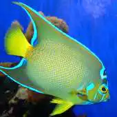 Free play online Fish of the Coral Reef 2 FREE APK