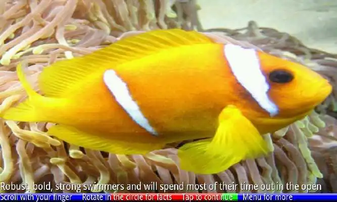 Play Fish of the Coral Reef 2 FREE Play Fish of the Coral Reef 2 FREE