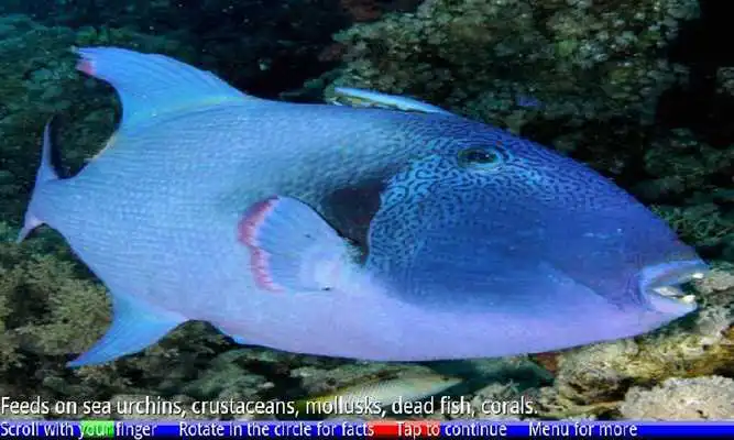 Play Fish of the Coral Reef 2 FREE Play Fish of the Coral Reef 2 FREE