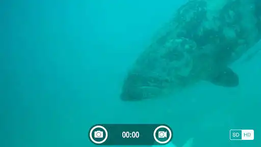 Play FishSens SondeCAM and enjoy FishSens SondeCAM with UptoPlay Play FishSens SondeCAM and enjoy FishSens SondeCAM with UptoPlay