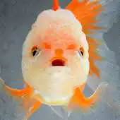 Free play online Fish Sounds APK