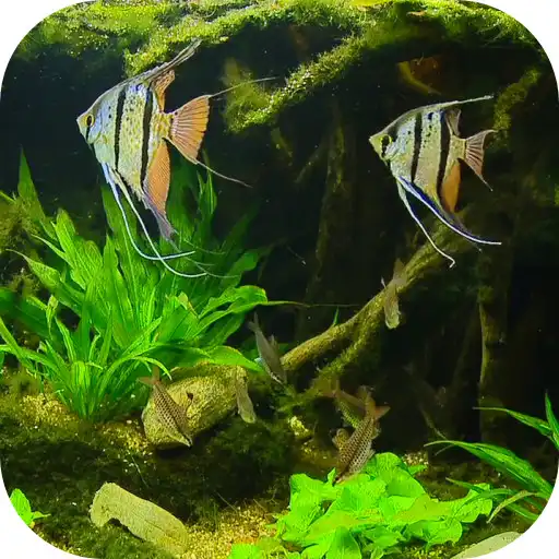 Play Fish Tank HD Live Wallpaper APK Play Fish Tank HD Live Wallpaper APK