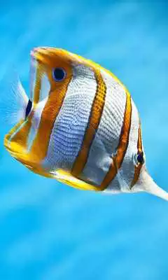 Play Fish Tropical live wallpaper Play Fish Tropical live wallpaper
