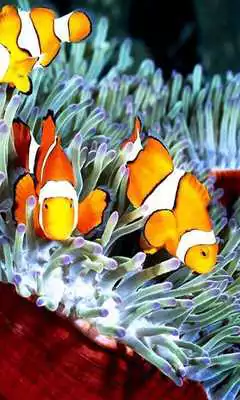 Play Fish Tropical live wallpaper Play Fish Tropical live wallpaper