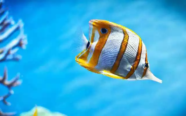 Play Fish Tropical live wallpaper Play Fish Tropical live wallpaper