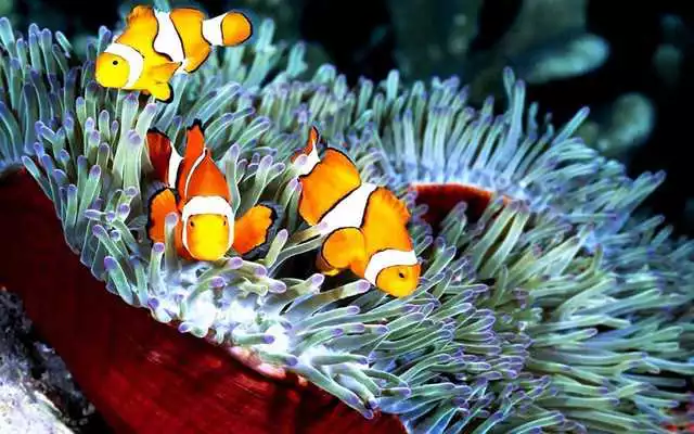Play Fish Tropical live wallpaper Play Fish Tropical live wallpaper