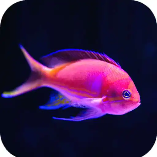 Play Fish Wallpaper (4k) APK Play Fish Wallpaper (4k) APK