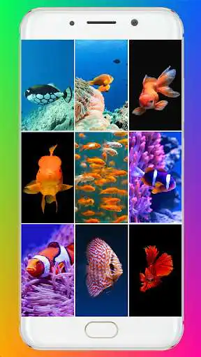 Play Fish Wallpaper (4k)  and enjoy Fish Wallpaper (4k) with UptoPlay
