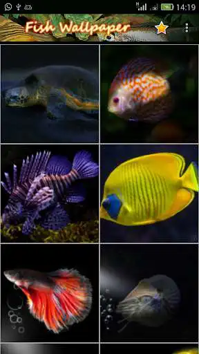 Play Fish Wallpaper Dark Edition Play Fish Wallpaper Dark Edition