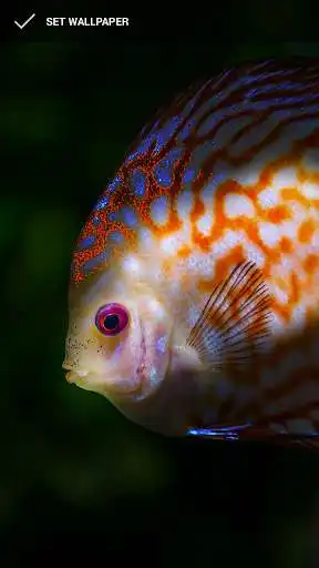 Play Fish Wallpaper Dark Edition Play Fish Wallpaper Dark Edition