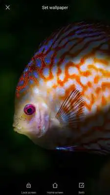 Play Fish Wallpaper Dark Edition Play Fish Wallpaper Dark Edition