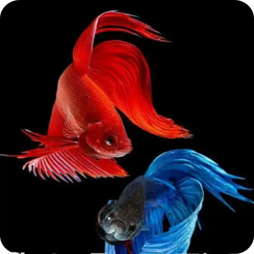 Free play online Fish Wallpaper APK Free play online Fish Wallpaper APK