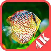 Free play online Fish Wallpapers 2K 4K APK Free play online Fish Wallpapers 2K 4K APK