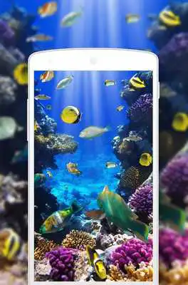 Play Fish Wallpapers 2K 4K