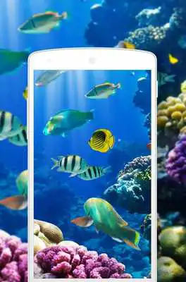 Play Fish Wallpapers 2K 4K