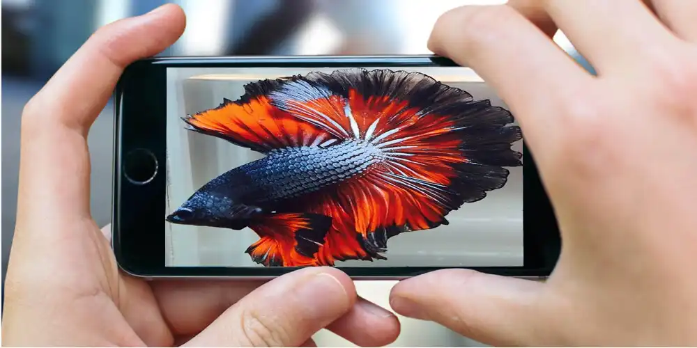 Play Fish Wallpaper