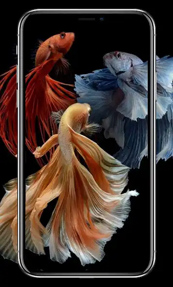 Play Fish Wallpaper