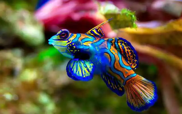 Play Fish Wallpaper