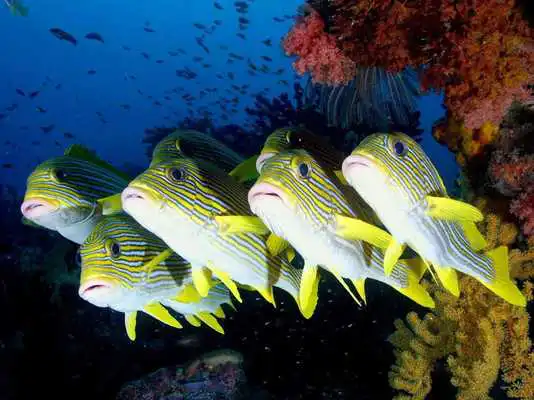 Play Fish Wallpaper