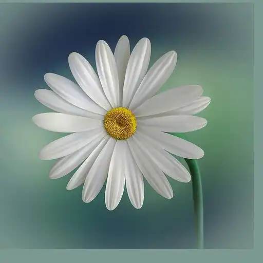 Play Five Beautiful Flower APK