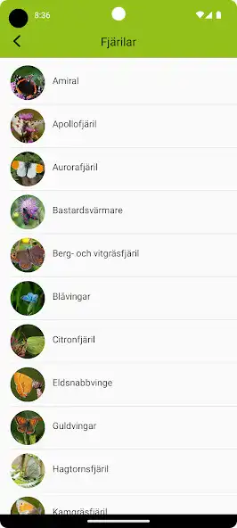Play Fjärilar as an online game online Fjärilar with UptoPlay Play Fjärilar as an online game Fjärilar with UptoPlay