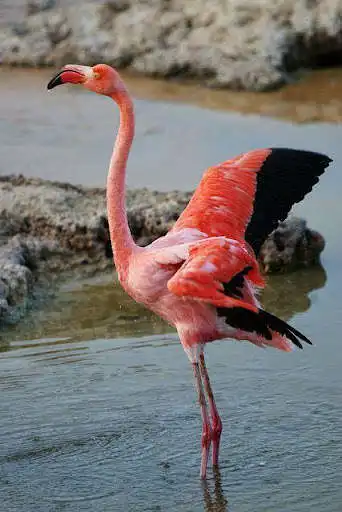 Play Flaminggo Wallpaper  and enjoy Flaminggo Wallpaper with UptoPlay