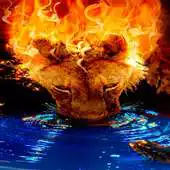 Free play online Flaming Lion Live Wallpaper APK