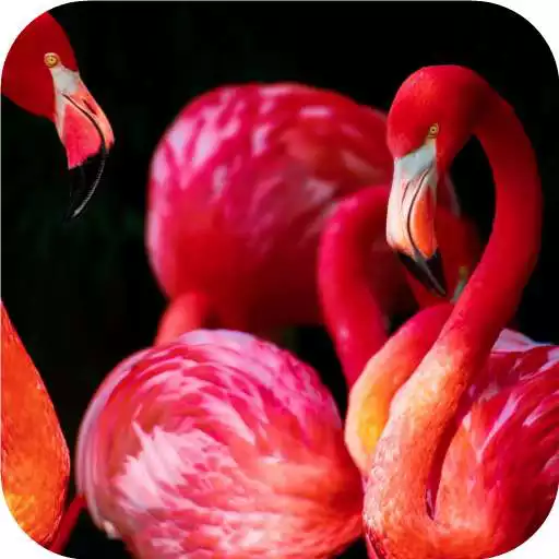 Free play online Flamingo. Birds Wallpapers APK Free play online Flamingo. Birds Wallpapers APK