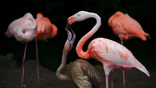 Play Flamingo. Birds Wallpapers