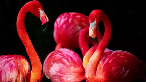 Play Flamingo. Birds Wallpapers