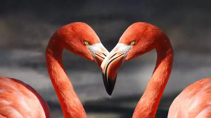 Play Flamingo. Birds Wallpapers