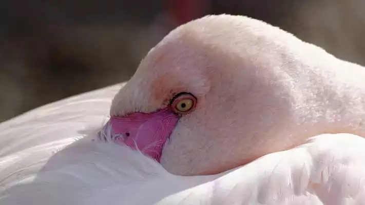Play Flamingo. Birds Wallpapers