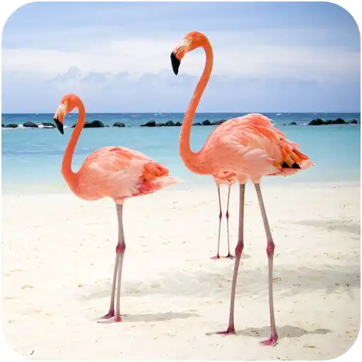 Play Flamingo Bird Wallpapers APK