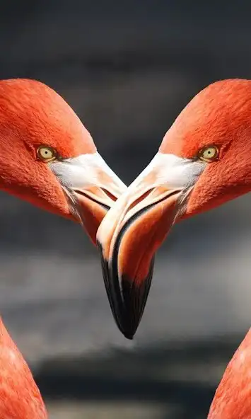 Play Flamingo Bird Wallpapers and enjoy Flamingo Bird Wallpapers with UptoPlay Play Flamingo Bird Wallpapers and enjoy Flamingo Bird Wallpapers with UptoPlay