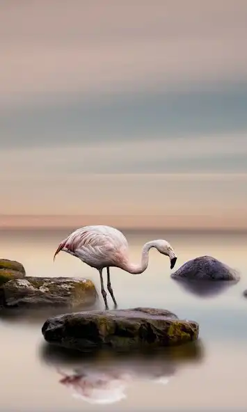 Play Flamingo Bird Wallpapers as an online game online Flamingo Bird Wallpapers with UptoPlay Play Flamingo Bird Wallpapers as an online game Flamingo Bird Wallpapers with UptoPlay